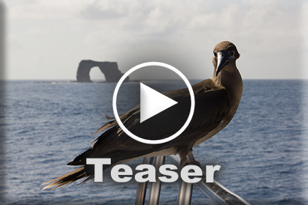 Video Tom Teaser